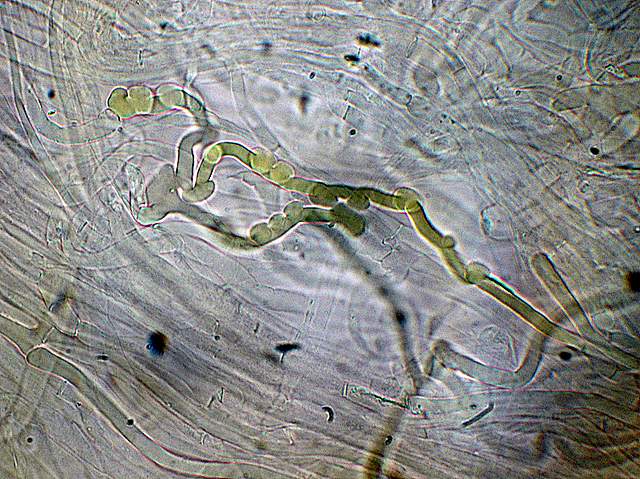 Xerocomus bubalinus   (Oolbekk. & Duin)  Redeuilh